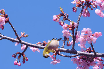 メジロと河津桜