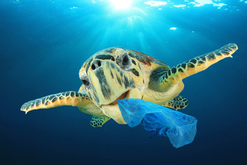 Fototapeta premium Plastic pollution problem - Sea Turtle eating plastic bag polluting ocean