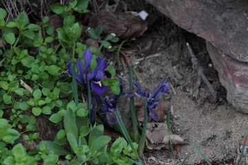 Fototapeta na wymiar Iris blühen in einem kleinen Garten im Frühjahr. Gesehen in Mannheim. Dies ist ein Schwertliliengewächs.