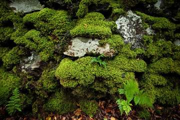Mull island, Scotland