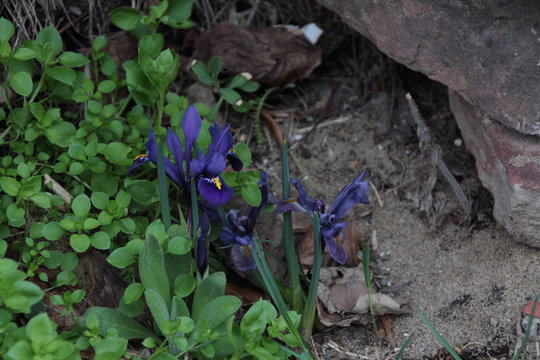 Iris blühen in einem kleinen Garten im Frühjahr. Gesehen in Mannheim. Dies ist ein Schwertliliengewächs.