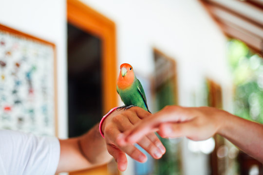 Tropical little parrot sitting on hand and looking forward.