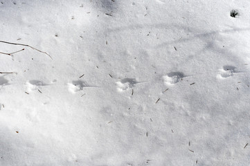 traces of a field mouse on the snow