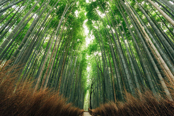 The Bamboo Forest of Arashiyama, Kyoto