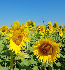 sunflowers and wind turbines under the blue sky