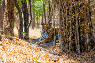 Tiger at Bannerghatta National Park