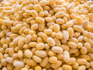 Group of yellow silk worm cocoon shell.