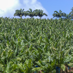 Champs de bananes en Guadeloupe