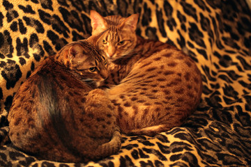 two affectionate  brown cats with black dots lying together on a wild animal pattern blanket inside a home close up