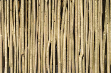 background of thin branches of young trees