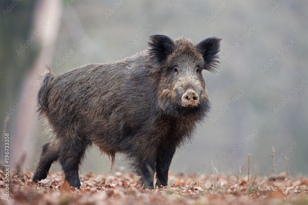Wall mural wild boar, sus scrofa, czech republic