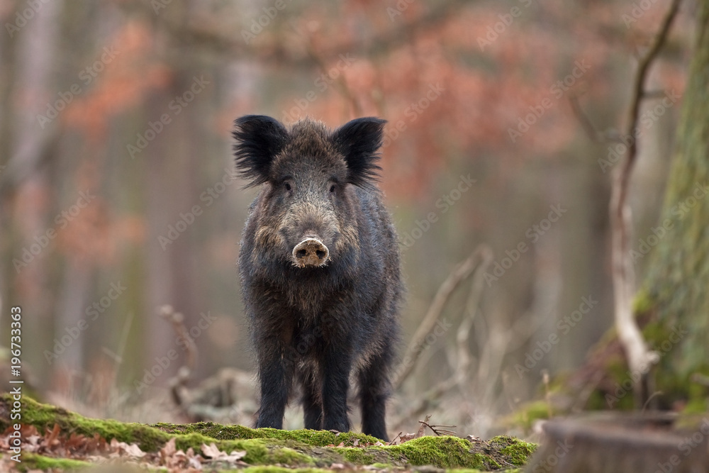Wall mural wild boar, sus scrofa, czech republic