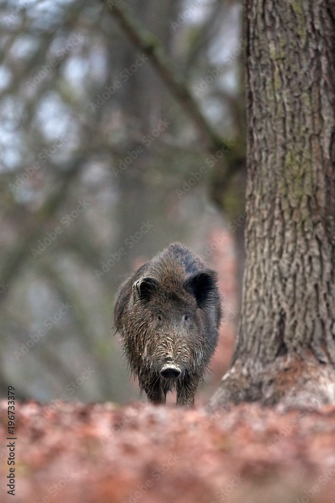 Wall mural wild boar, sus scrofa, czech republic