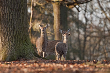 Obraz premium sika deer, cervus nippon, Czech republic