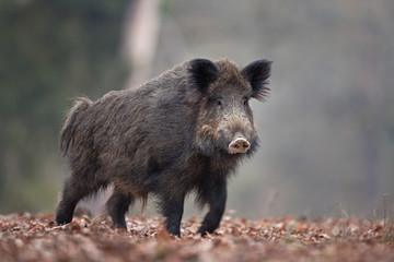 wild boar, sus scrofa, Czech republic