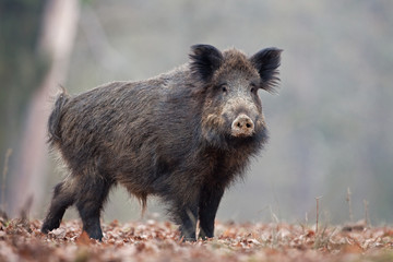 wild boar, sus scrofa, Czech republic - Powered by Adobe