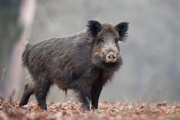 Fotobehang wild boar, sus scrofa, Czech republic © prochym