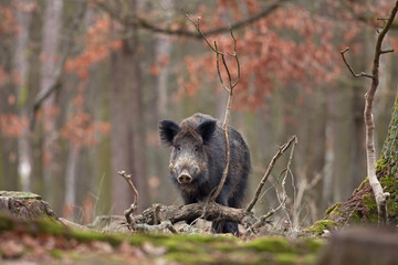 wild boar, sus scrofa, Czech republic