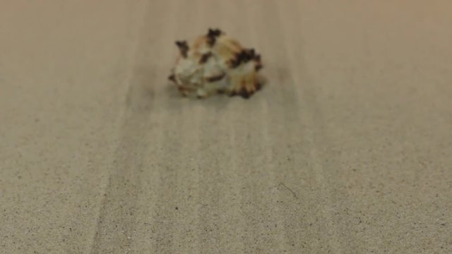 Approximation of seashell, lying on a lines from the sand. Dolly