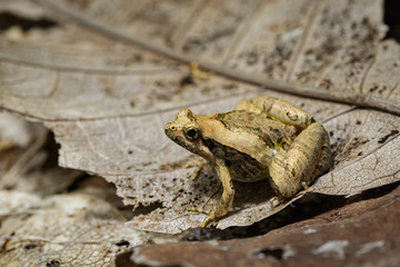 Image of small frog on dry leaves. Amphibians. Animal