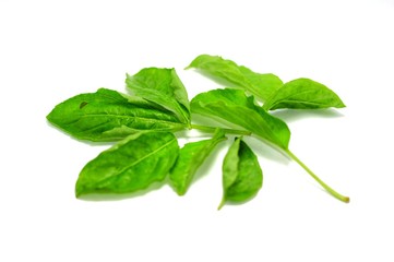 ฺBasil green leaves on white background