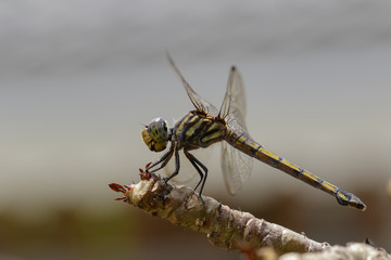 Image of crimson dropwing dragonfly(female)/Trithemis aurora on a branch on nature background. Insect. Animal