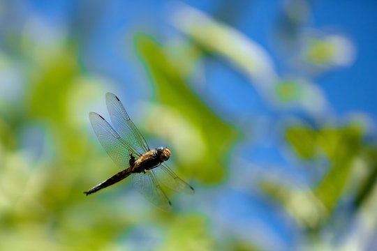 Flying dragonfly with blue sky background
