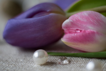 tulip flowers at the background 