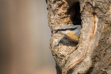 The Eurasian nuthatch or wood nuthatch (Sitta europaea) looking from the hole of the tree in a winter time.