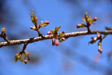 日本の美しい桜