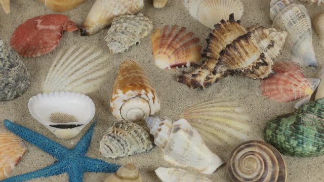 Rotation, close-up of background of seashells and stars lying on the sand.