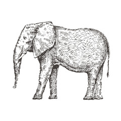 Hand drawn elephant. Sketch, vector illustration.
