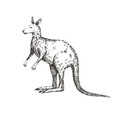 Hand drawn kangaroo. Sketch, vector illustration.