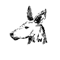 Hand drawn kangaroo portrait. Sketch, vector illustration.