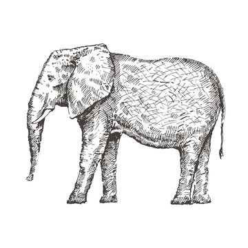 Hand drawn elephant. Sketch, vector illustration.