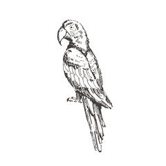 Hand drawn scarlet macaw (Ara macao) parrot. Sketch, vector illustration. © bekkersara