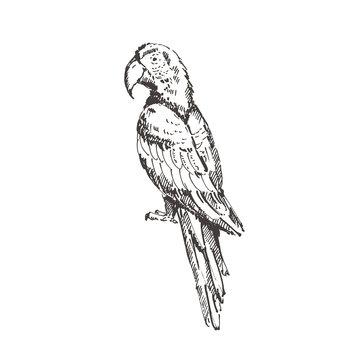 Hand drawn scarlet macaw (Ara macao) parrot. Sketch, vector illustration.