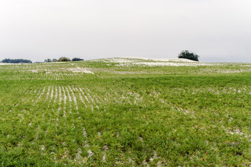 Healthy grams crop in the desert