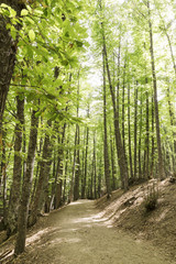 Obraz premium path in an old green forest of chestnut trees in summer 