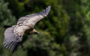 Griffon Vulture in Flight in the mountains near Casares, Spain