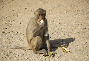 A monkey eats a banana sitting on the sand near the banana peel, Jaipur, India