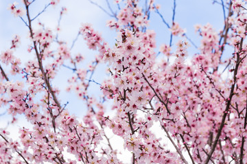 almonds flowers branch sky branches clouds background