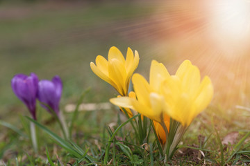 Beautiful violet and yellow crocuses flower growing on the green grass, the first day of spring. Seasonal easter sunny natural background.