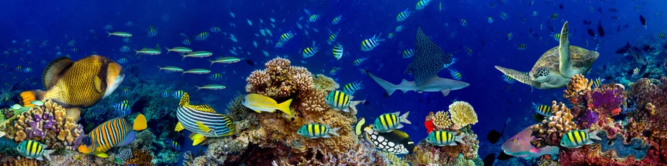 Fototapete Rund buntes breites Unterwasser Korallenriff Panorama Banner Hintergrund mit vielen Fischen Schildkröte und Meereslebewesen / Unterwasser Korallenriff breit Hintergrund © stockphoto-graf