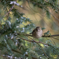 Stunning portrait of female Chaffinch Fringilla Coelebs in tree in woodland