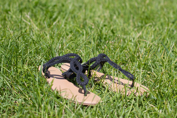 beautiful sandals on the grass