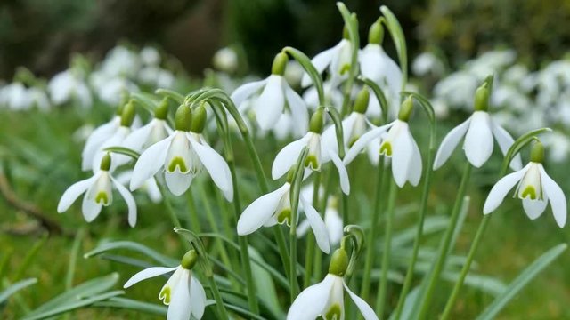 Snowdrops blooming in spring