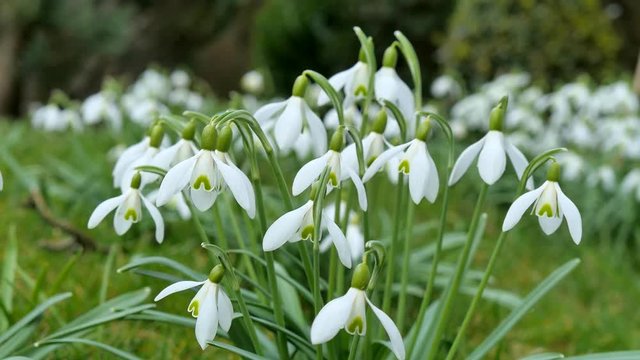 Snowdrops blooming in spring