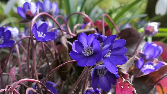 liver-moss violet forest flower