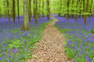 Magical bluebells woods in Hertfordshire, England - Powered by Adobe
